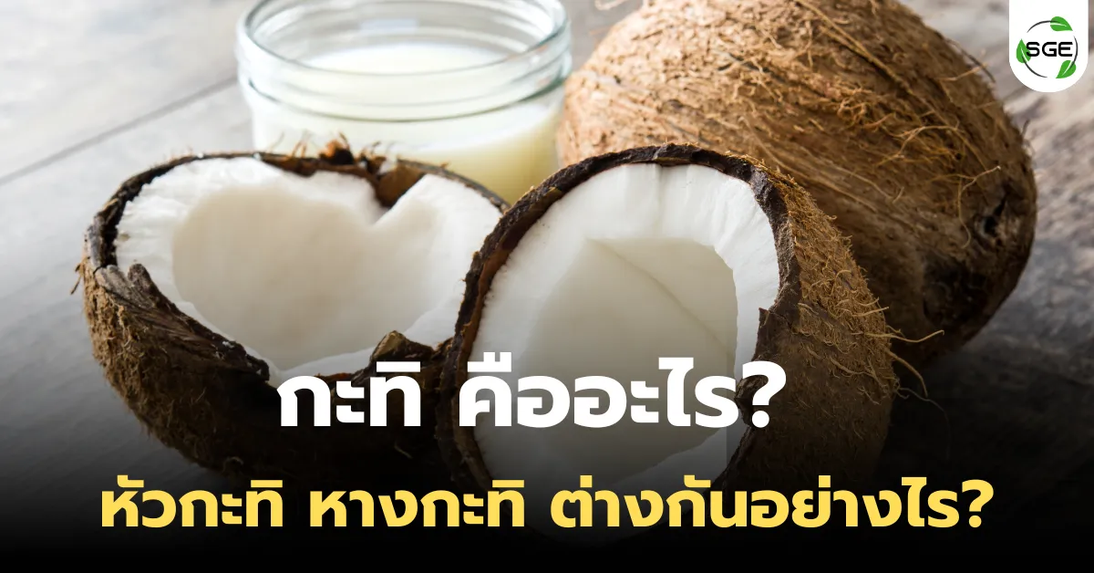 กะทิ คืออะไร? หัวกะทิ หางกะทิ ต่างกันอย่างไร?